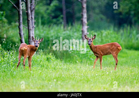 Two young Roe deer bucks Stock Photo