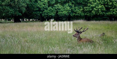 Deer resting half hidden in grassland in London's Richmond Park.