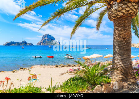 View of idyllic beach of Cala d'Hort wih palm tree in foreground, Ibiza island, Spain Stock Photo