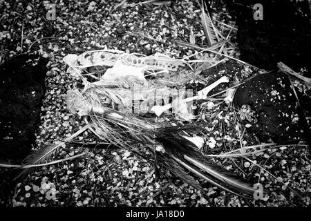 Dead bird decomposedon the ground in the island Stock Photo - Alamy