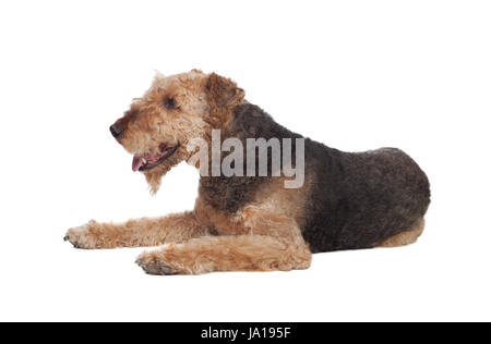isolated, animal, pet, mammal, dog, terrier, canine, beautiful, beauteously, Stock Photo