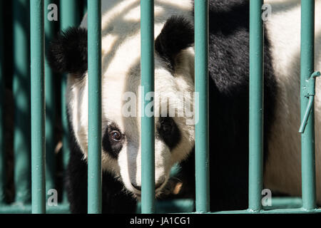 Mexico City. 3rd June, 2017. Photo taken on June 3, 2017 shows the female panda Xin Xin prior to the award ceremony in Chapultepec Park in Mexico City, capital of Mexico. The Chapultepec Park Zoo in Mexico City Saturday received a special award from China for its conservation and care of pandas. Credit: Francisco Canedo/Xinhua/Alamy Live News Stock Photo