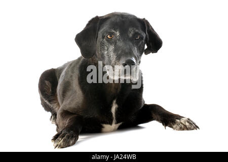pet, black, swarthy, jetblack, deep black, dog, old, senior, senior citizen, Stock Photo