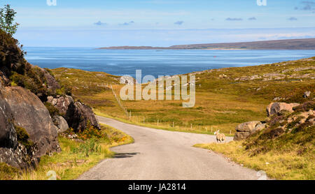 A sheep roaming moorland on the Applecross Peninsula of the West Highlands of Scotland standas beside a narrow lane above the mouth of Loch Torridon s Stock Photo