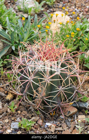 covilles-barrel-cactus-