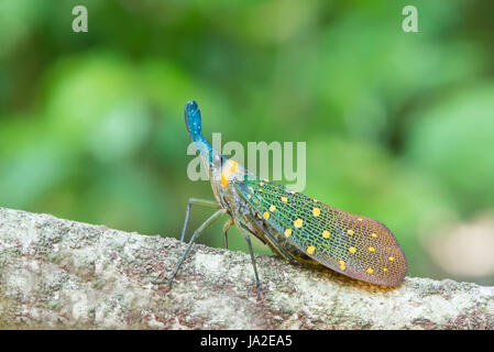 lantern bug . pyrops whiteheadi species from sabah, malaysia. Stock Photo