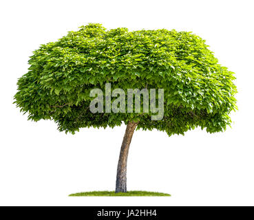 exempted catalpa against white background Stock Photo