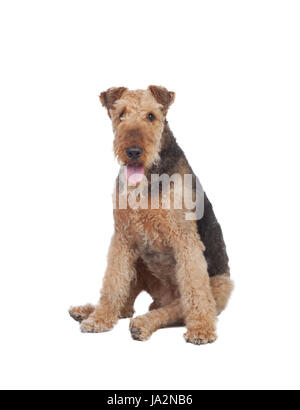 isolated, animal, pet, mammal, dog, terrier, canine, beautiful, beauteously, Stock Photo