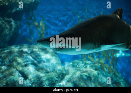 shark in blue water Stock Photo