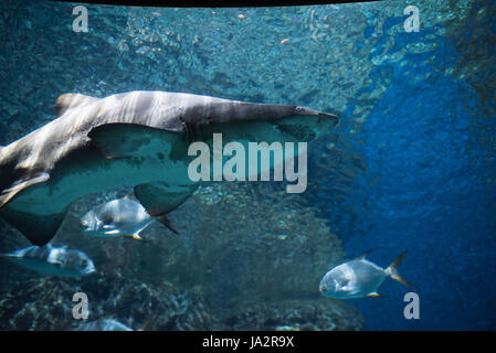 shark in blue water Stock Photo