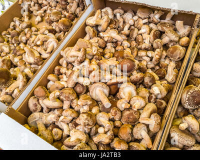 heaps-of-mushrooms-for-sale-at-farmers-market-shallow-depth-of-field-ja2tb3.jpg