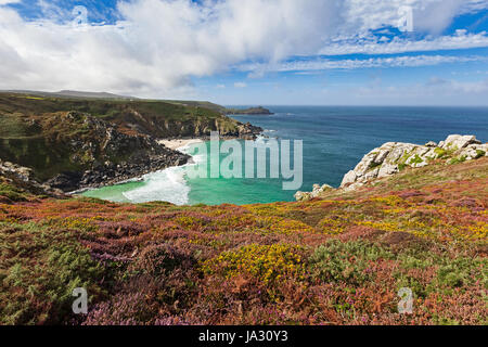 Colourful wild flowers on top of a cliff in Cornwall, England, UK. Stock Photo