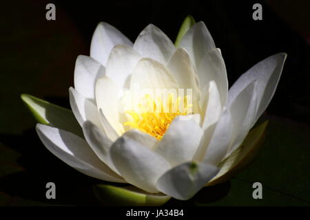 The beauty of the water lilies in its many different varieties and sizes Stock Photo