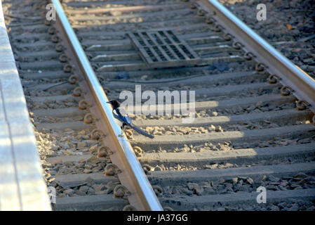 one magpie for sorrow on a railway track single Stock Photo