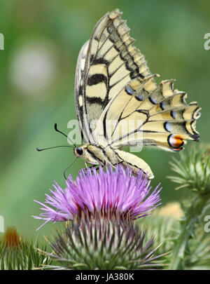 swallowtail (papilio machaon) fam. ritterfalter (papilionidae) Stock Photo