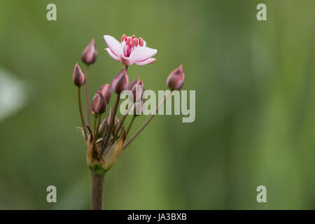 Flowering rush (Butomus umbellatus) plant in flower. Pink flowers in umbel on plant in the family Butomaceae, showing large distinctive red stamens Stock Photo