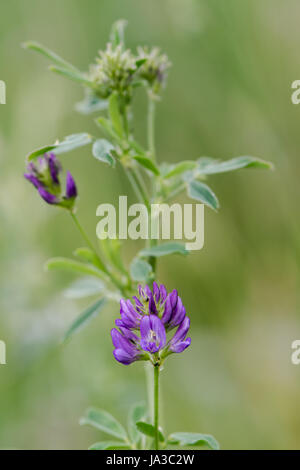 Lucerne (Medicago sativa subsp. Sativa) in flower. Purple flowers in raceme on plant cultivated as alfalfa, growing wild as an escape in the UK Stock Photo