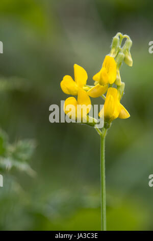 Meadow vetchling (Lathyrus pratensis) raceme. Yellow flowers on clambering plant in the pea family (Fabaceae), common in rough grassland Stock Photo