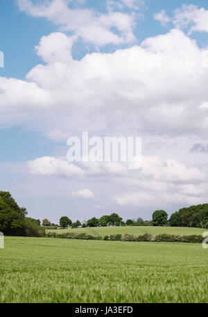 Green field of young barley crops under a blue sky. Norfolk, UK. Stock Photo