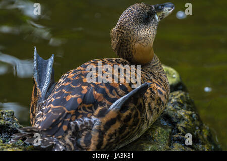 African White Backed Duck at Slimbridge Stock Photo