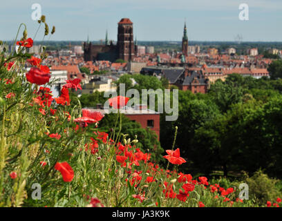 Summer time in poland - poppy flowers field and olg Gdansk top view Stock Photo