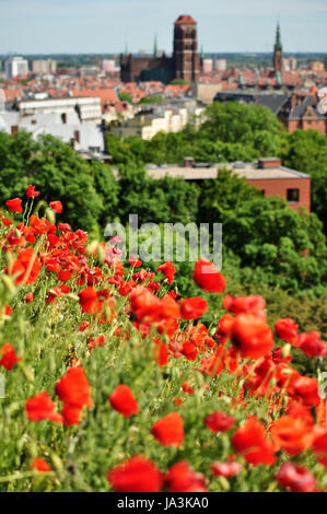 Summer time in poland - poppy flowers field and olg Gdansk top view Stock Photo