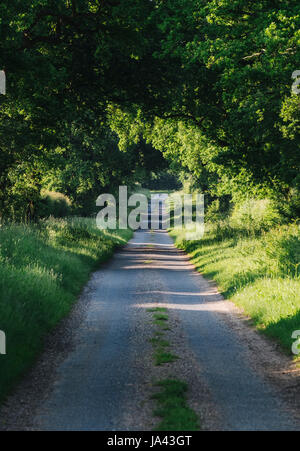 Narrow country road through trees at sunset. Norfolk, UK. Stock Photo