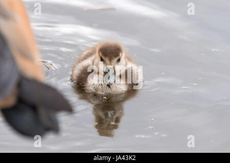 Egyptian Goose gosling in water with parent Stock Photo