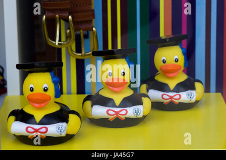 Rubber Ducks dressed in Black graduation gowns diplomas Stock Photo