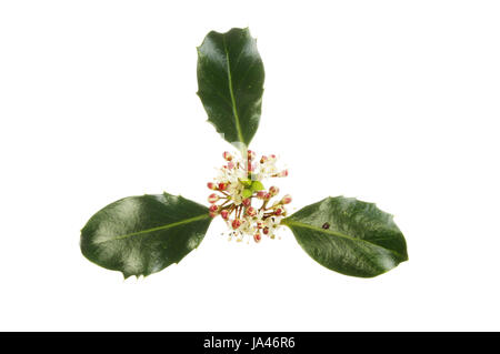 Holly, Ilex aquifolium, flowers and leaves isolated against white Stock Photo