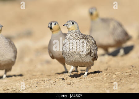 Crowned Sandgrouse - Pterocles coronatus Stock Photo