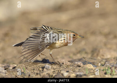 Red-throated Pipit - Anthus cervinus Stock Photo