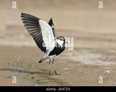 Spur-winged Plover - Vanellus spinosus Stock Photo