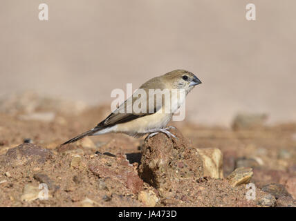 Indian Silverbill (or White-throated munia)- Euodice malabarica Stock Photo