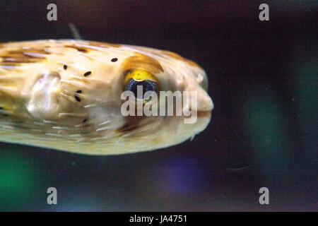 Spiny porcupinefish Diodon holocanthus has eyes that sparkle with blue flecks and skin with spines. This fish can be found in the Red Sea. Stock Photo