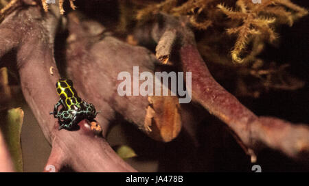 Iridescent variable poison dart frog Ranitomeya variabilis is found in the tropical rain forest of Peru Stock Photo