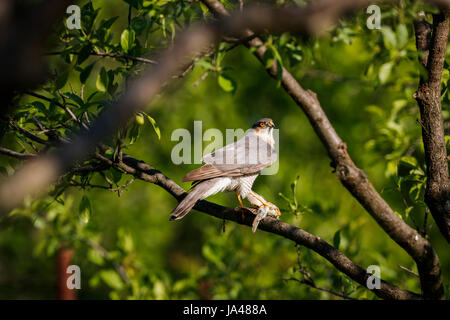Eurasian sparrowhawk (Accipiter nisus) perching on a branch in a tree with small bird prey, Koros-Maros National Park, Bekes County, Hungary Stock Photo