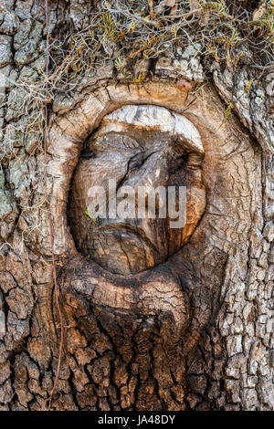 With their sad, sorrowful expressions, the Tree Spirits of St. Simons Island, seem to reflect the grieving appearance of the trees themselves with the Stock Photo