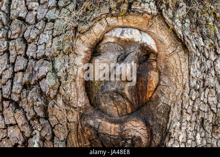 With their sad, sorrowful expressions, the Tree Spirits of St. Simons Island, seem to reflect the grieving appearance of the trees themselves with the Stock Photo