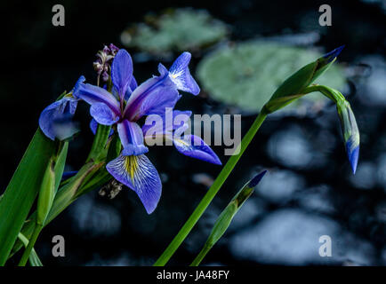 Blue Flag Iris at Beaver Lake in Stanley Park. Stock Photo