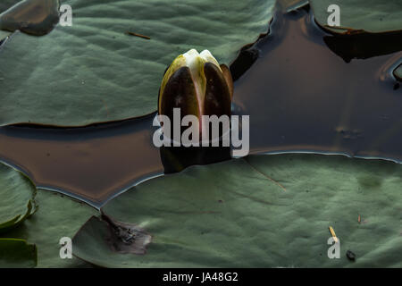 An unopened fragrant water lily at Beaver Lake in Stanley Park. Stock Photo