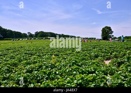 Picking strawberries on a U pick farm, self pick strawberry fields Stock Photo