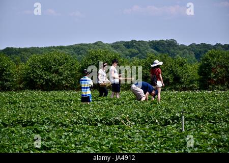 Picking strawberries on a U pick farm, self pick strawberry fields Stock Photo