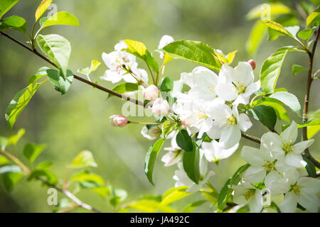 buds on a Malus sargentii in full bloom with white flowers and pink buds Stock Photo