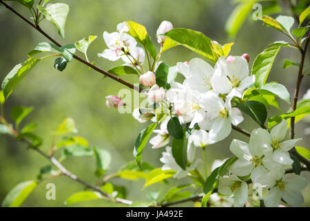 buds on a Malus sargentii in full bloom with white flowers and pink buds Stock Photo