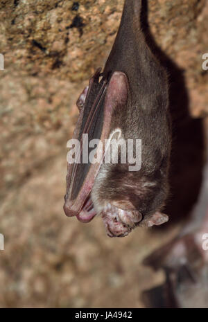 Common vampire bat, Desmodus rotundus exiting cave to forage for blood