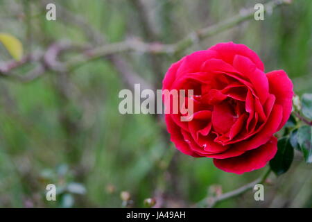 Miniture Red Rose Stock Photo