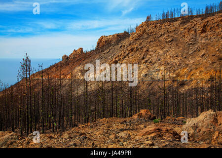 Forest after the fire on the Island Tenerife, Canary Islands, Spain. Stock Photo