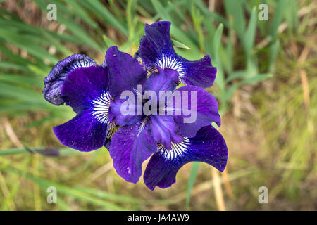 Close up of purple Siberian Iris ruffled velvet, Iris Sibirica, East Lothian, Scotland, UK Stock Photo