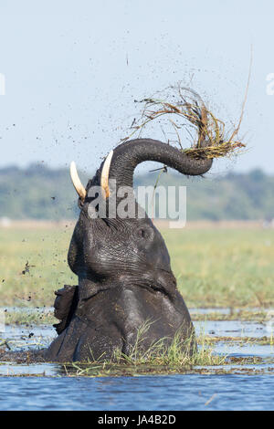 African elephant lone bull feeding on a Mopani schrub Stock Photo - Alamy